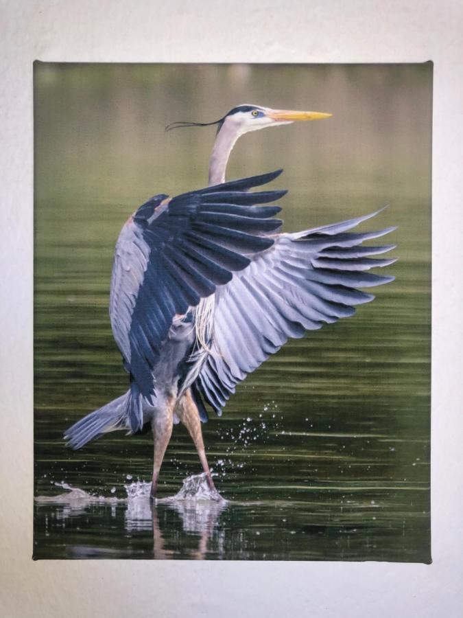 Appartamento Zia Ninin - La Gioia Di Un Tempo! Pavia Bagian luar foto